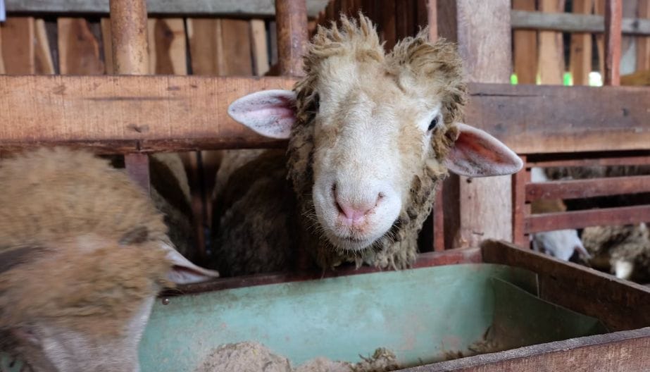 Masih Dibuka Tebar Qurban Bersama Yayasan Pendidikan Islam Al-Atsari (YPIA)